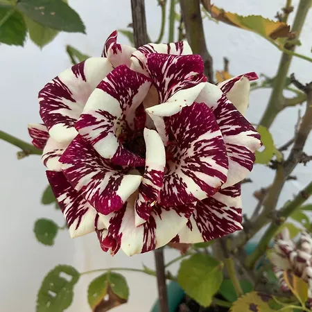 Quinta Da Ema * Santo Estevao das Gales