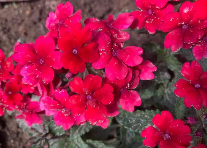 Quinta Da Ema Сasa de vacaciones Santo Estevao das Gales