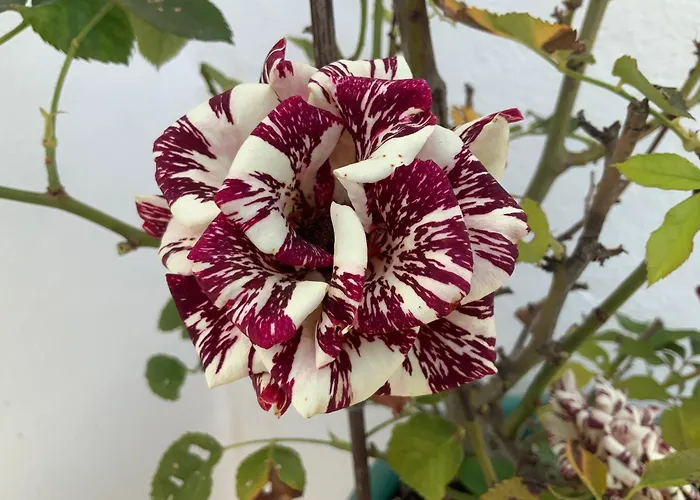 Quinta Da Ema * Santo Estevao das Gales